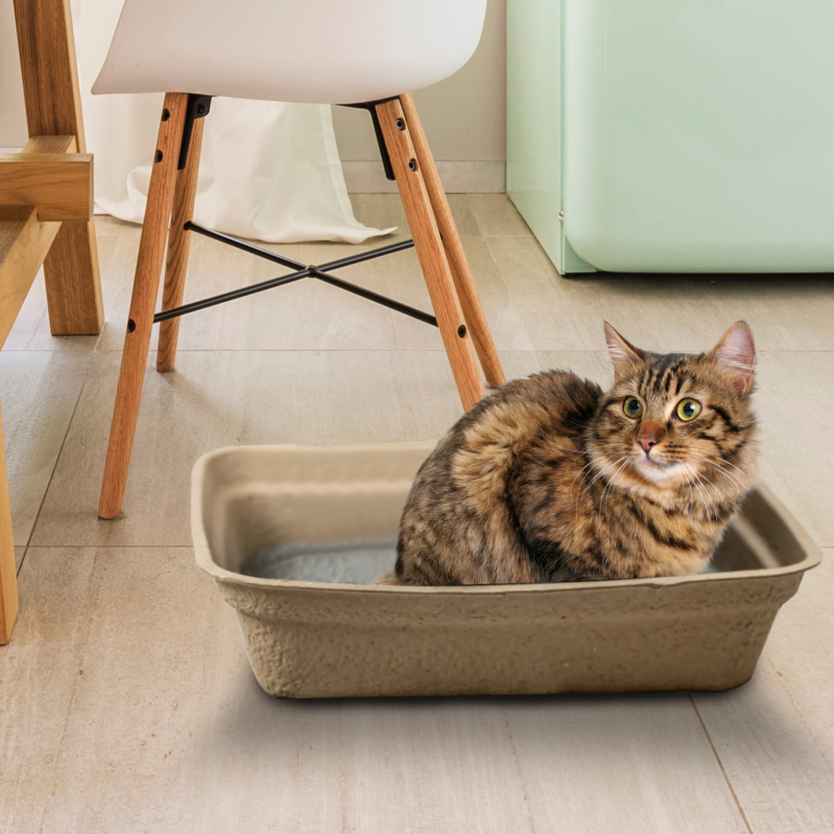 Cat using Animaru litter box at home